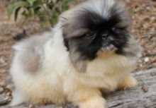 sweet, happy male n Female Pekingese Puppies For Sale TEXT ONLY (317) 939 3419