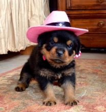 sweet, happy male n Female Rottweiler Puppies For Sale for sale! TEXT ONLY (317) 939 3419