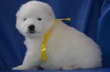 sweet, happy male n Female Samoyed Puppies for sale TEXT ONLY (317) 939 3419