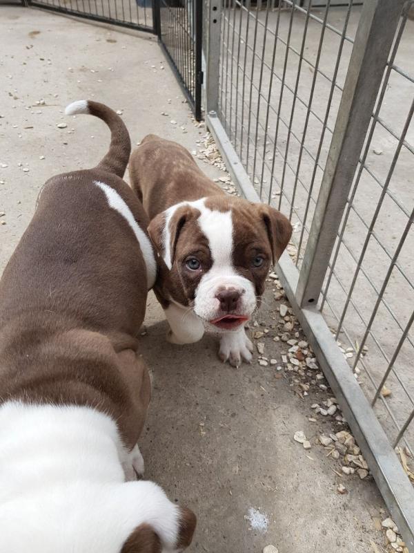 Alpha Blue Bloodline Bulldog Image eClassifieds4u