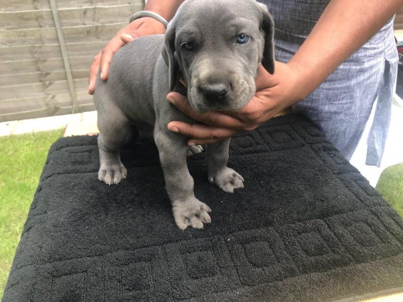 Blue Great Dane Pups Ready To Leave Image eClassifieds4u