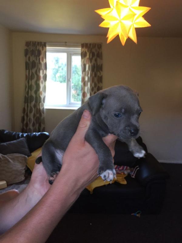 Blue Staffordshire Bull Terriers For Sale Image eClassifieds4u