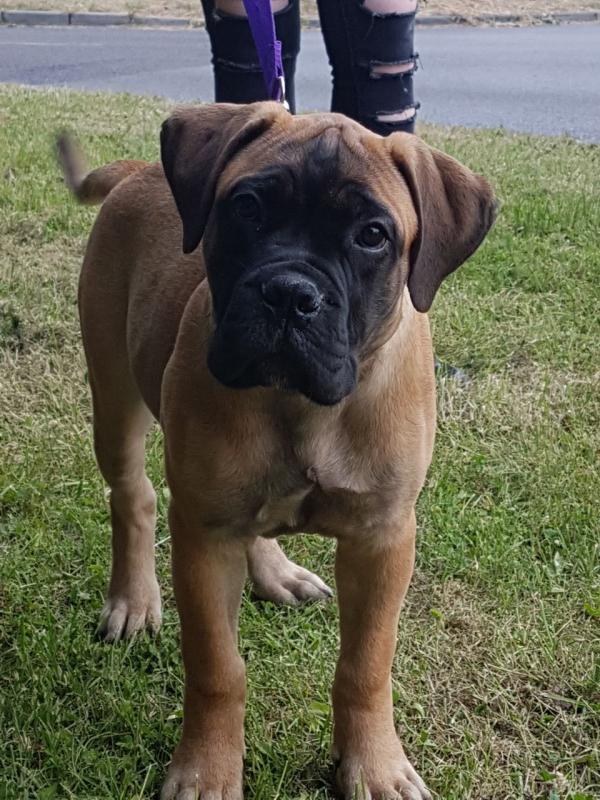 CKc Bullmastiff Puppies For Sale To 5star Home Image eClassifieds4u