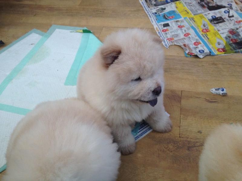 Cream Chow Chow Boy Available Image eClassifieds4u