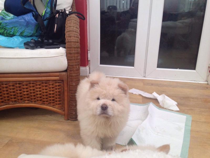 Cream Chow Chow Boy Available Image eClassifieds4u