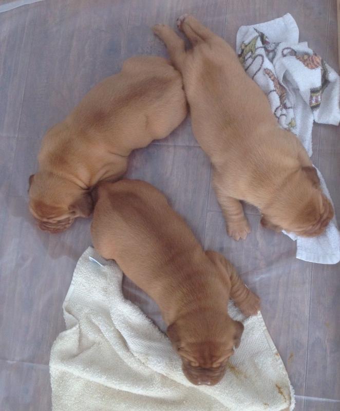 Dogue De Bordeaux Puppies For sale text (437) 370-5674 Image eClassifieds4u