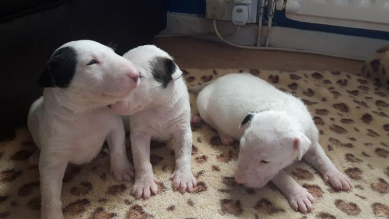 English Bull Terrier Pups. text (437) 370-5674 Image eClassifieds4u