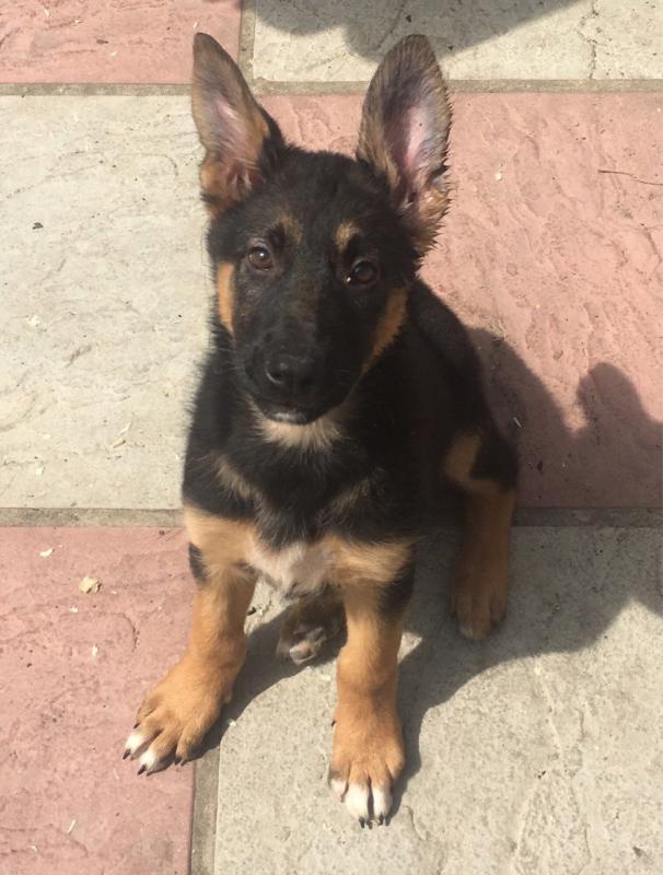 German Shepherd Female Puppies For Sale Image eClassifieds4u
