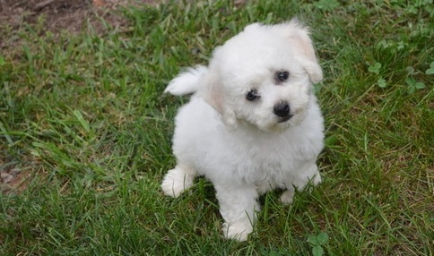 happy male and female Bichon Frise Puppies For Sale TEXT ONLY (317) 939 3419 Image eClassifieds4u