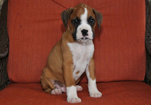 happy male and female Boxer Puppies For Sale TEXT ONLY (317) 939 3419 Image eClassifieds4u