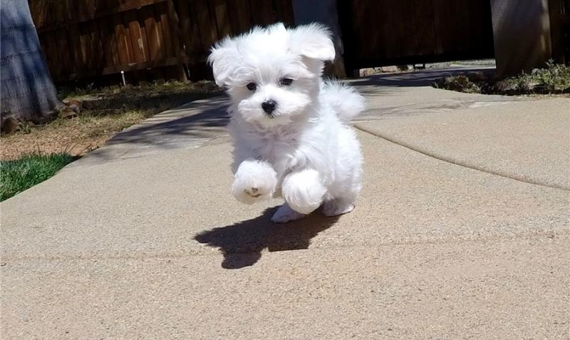 happy male and female Maltese Puppies For Sale TEXT ONLY (317) 939 3419 Image eClassifieds4u