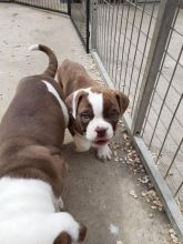 Alpha Blue Bloodline Bulldog Image eClassifieds4U
