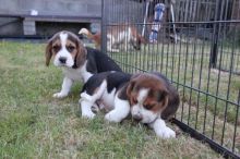 BeautifulLovely Friendly Beagle Pups (437) 370-5674 Image eClassifieds4u 2
