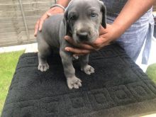 Blue Great Dane Pups Ready To Leave Image eClassifieds4u 2