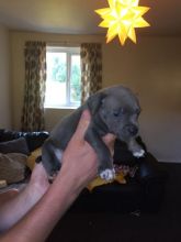 Blue Staffordshire Bull Terriers For Sale Image eClassifieds4u 2