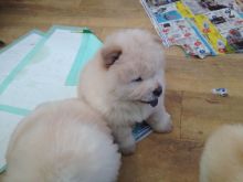 Cream Chow Chow Boy Available Image eClassifieds4u 2