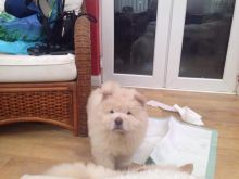 Cream Chow Chow Boy Available Image eClassifieds4u 1