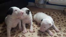 English Bull Terrier Pups. text (437) 370-5674 Image eClassifieds4u 1