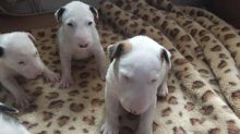 English Bull Terrier Pups. text (437) 370-5674 Image eClassifieds4u 2