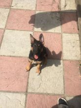 German Shepherd Female Puppies For Sale Image eClassifieds4u 2