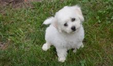 happy male and female Bichon Frise Puppies For Sale TEXT ONLY (317) 939 3419 Image eClassifieds4U