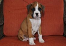 happy male and female Boxer Puppies For Sale TEXT ONLY (317) 939 3419 Image eClassifieds4U