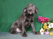 Pure Bred Cane Corso Puppies for sale TEXT ONLY (317) 939 3419 Image eClassifieds4U