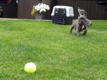 Quality Kc Blue Tan, Blue And Blue Fawn Puppies Image eClassifieds4u 2