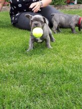 Quality Kc Blue Tan, Blue And Blue Fawn Puppies Image eClassifieds4u 3