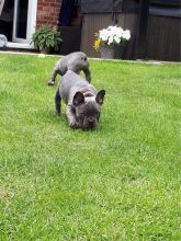 Quality Kc Blue Tan, Blue And Blue Fawn Puppies Image eClassifieds4u 1