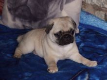 Quality K.c.reg Pug Puppies For Sale (437) 370-5674 Image eClassifieds4u 2