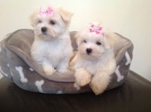 Stunning X Maltese X Ready To Leave (437) 370-5674 Image eClassifieds4u 2