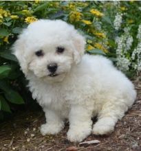 sweet, happy male n Female Bichon Frise for sale! TEXT ONLY (317) 939 3419 Image eClassifieds4U