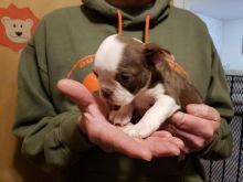 sweet, happy male n Female Boston Terrier for sale! TEXT ONLY (317) 939 3419 Image eClassifieds4U