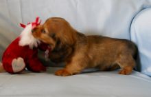 sweet, happy male n Female Dachshund puppies For Sale! TEXT ONLY (317) 939 3419 Image eClassifieds4U