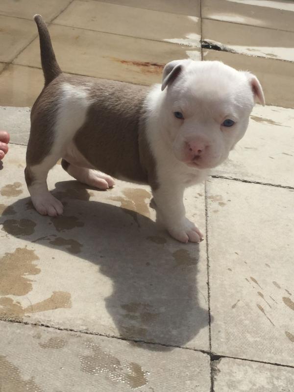 Muscle Tones Imported American Bully Pup Image eClassifieds4u