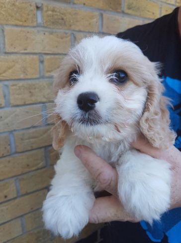 Outstanding Cavachon Puppies Image eClassifieds4u