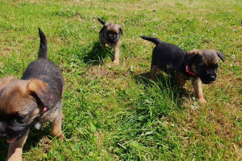 Outstanding Kc Border Terrier Puppies For Sale text (437) 370-5674 Image eClassifieds4u