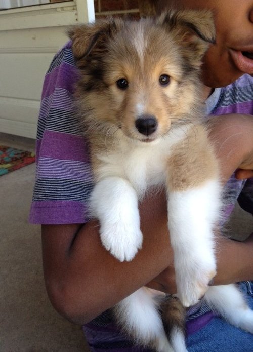 Pedigree Shetland Sheepdog Puppies Image eClassifieds4u
