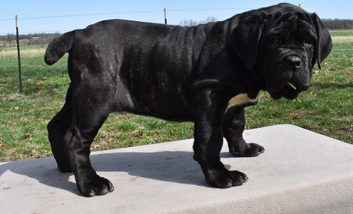 Perfect C KC pure Neapolitan Mastiff Puppies For Sale TEXT ONLY (317) 939 3419 Image eClassifieds4u