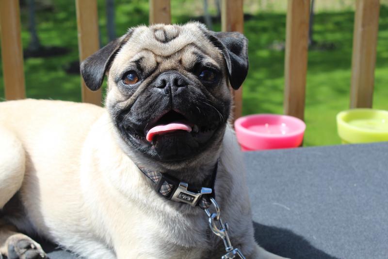 Puppy Pug 10 months - Chiot Carlin (pug) 10 mois Image eClassifieds4u