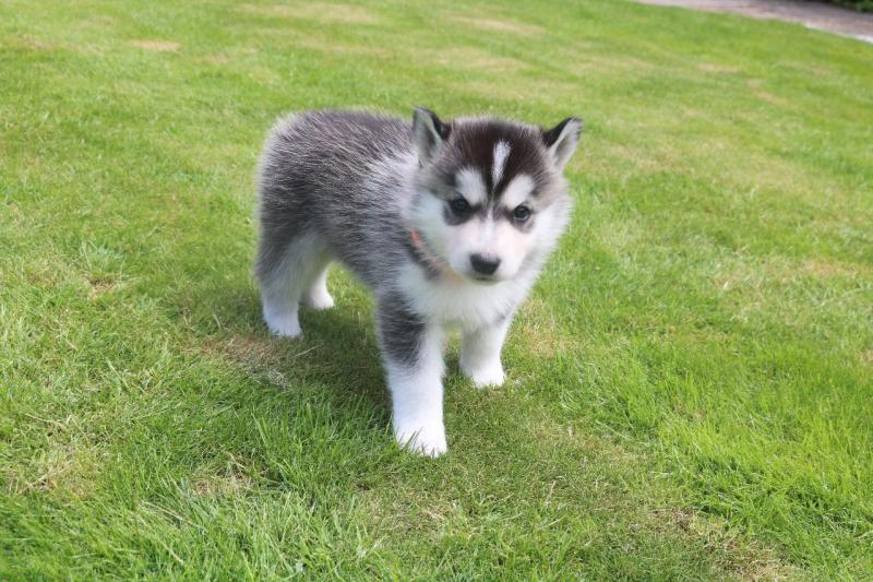 Siberian Husky Puppies For Sale text (437) 370-5674 Image eClassifieds4u