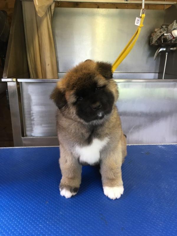 Stunning long coat Akita Puppies Text (437) 370-5674 Image eClassifieds4u