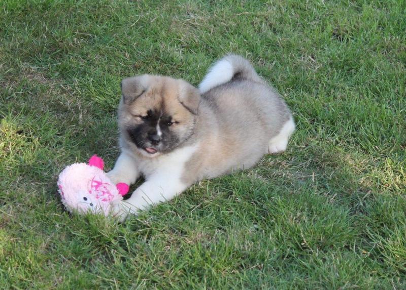 Stunning long coat Akita Puppies Text (437) 370-5674 Image eClassifieds4u