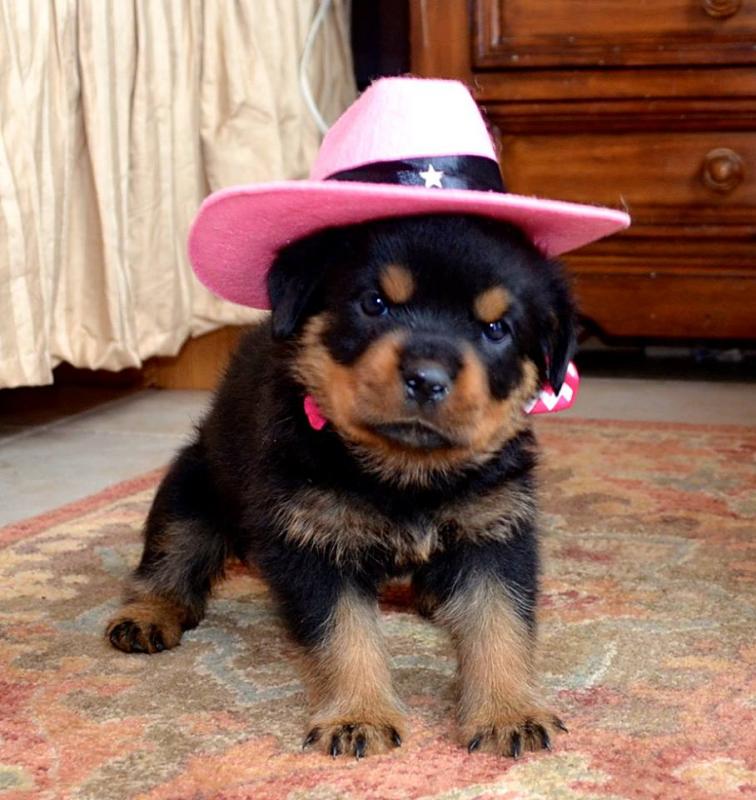 sweet, happy male n Female Rottweiler Puppies For Sale for sale! TEXT ONLY (317) 939 3419 Image eClassifieds4u