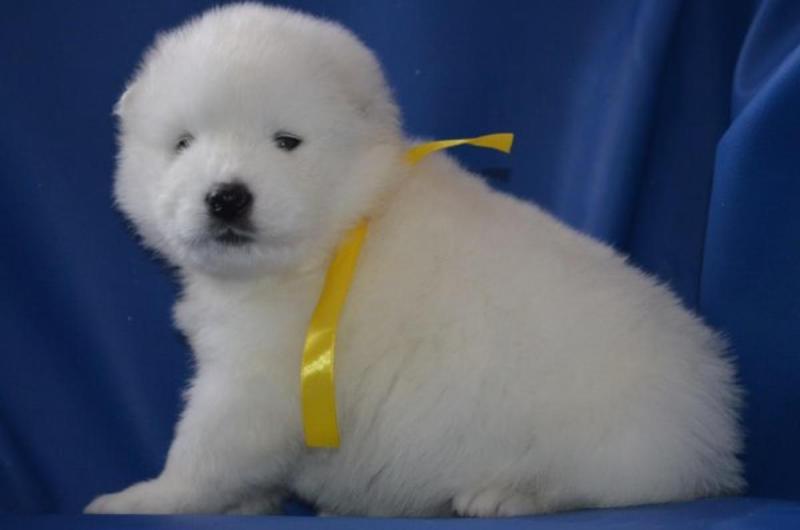 sweet, happy male n Female Samoyed Puppies for sale TEXT ONLY (317) 939 3419 Image eClassifieds4u