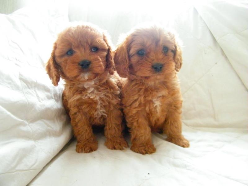 Superb Red Cavapoos / Extensive Health Tests text (437) 370-5674 Image eClassifieds4u