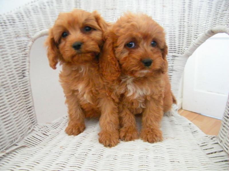 Superb Red Cavapoos / Extensive Health Tests text (437) 370-5674 Image eClassifieds4u