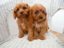 Superb Red Cavapoos / Extensive Health Tests text (437) 370-5674