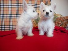 12 weeks old West Highland White Terrier Puppies For Sale TEXT ONLY (317) 939 3419